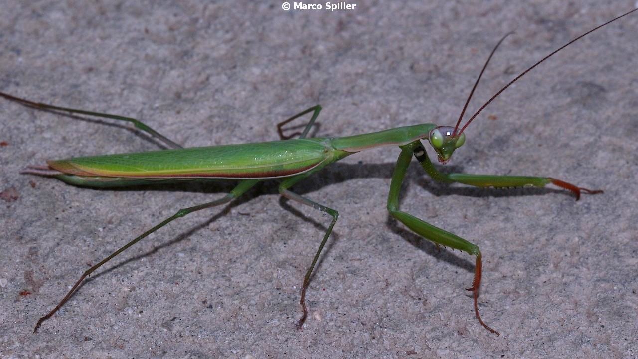 Mantis religiosa, maschio